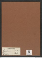 Triceratium umbilicatum Ralfs (de-Toni-Nr.: Genus 140, Species 3991) Zeichnungen Sammlung Grunow Mappe 03987 (Herbarium_W_Grunow_drawings_Folder_03987)